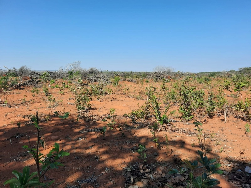 Fazenda/Área para Agricultura. Cidade Ocidental, próximo a Luziânia-GO: 10ª foto da galeria de imagens do imóvel