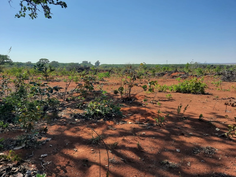 Fazenda/Área para Agricultura. Cidade Ocidental, próximo a Luziânia-GO: 9ª foto da galeria de imagens do imóvel