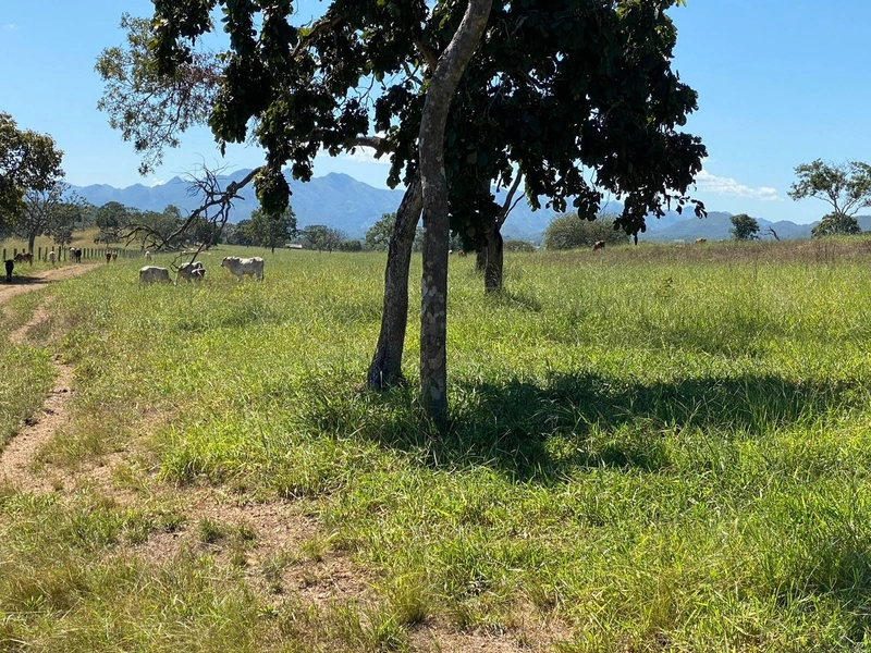 Fazenda, 174,24 Ha, em Quebra Linha/Niquelândia-GO.: 5ª foto da galeria de imagens do imóvel