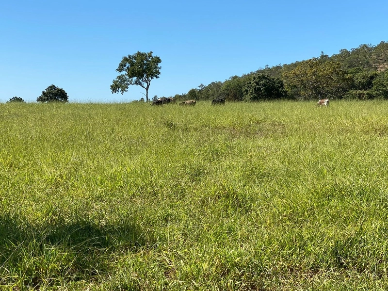Fazenda, 174,24 Ha, em Quebra Linha/Niquelândia-GO.: 3ª foto da galeria de imagens do imóvel