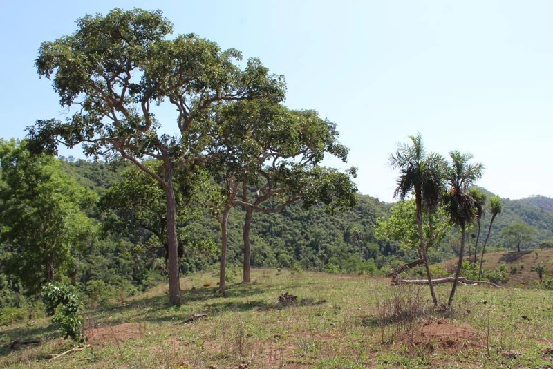 Fazenda à venda, 121 Ha, em Mimoso de Goiás-GO Aptidão para PECUÁRIA: 23ª foto da galeria de imagens do imóvel