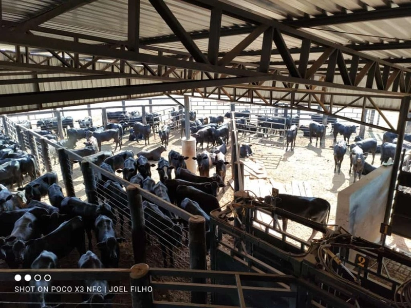 Fazenda à venda, 560 Ha, em João Pinheiro-MG - 245 ha de pivôs.: 9ª foto da galeria de imagens do imóvel