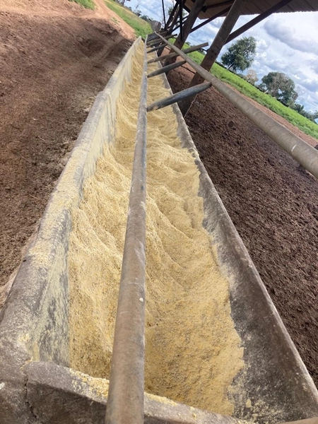 Fazenda à venda, 560 Ha, em João Pinheiro-MG - 245 ha de pivôs.: 11ª foto da galeria de imagens do imóvel