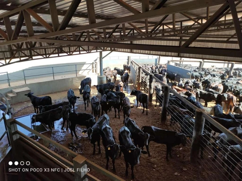 Fazenda à venda, 560 Ha, em João Pinheiro-MG - 245 ha de pivôs.: 7ª foto da galeria de imagens do imóvel