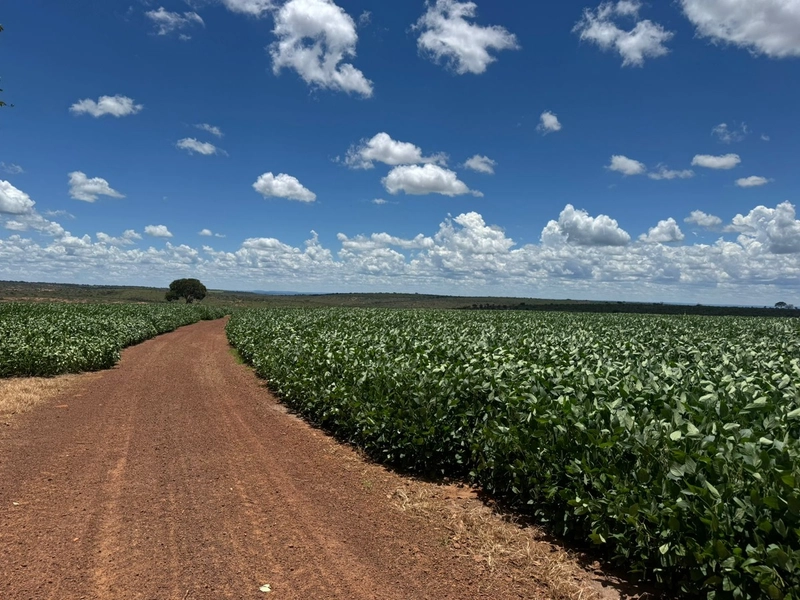 Olhe a OPORTUNIDADE - Fazenda plantando 185 ha, em Sítio d’Abadia-GO