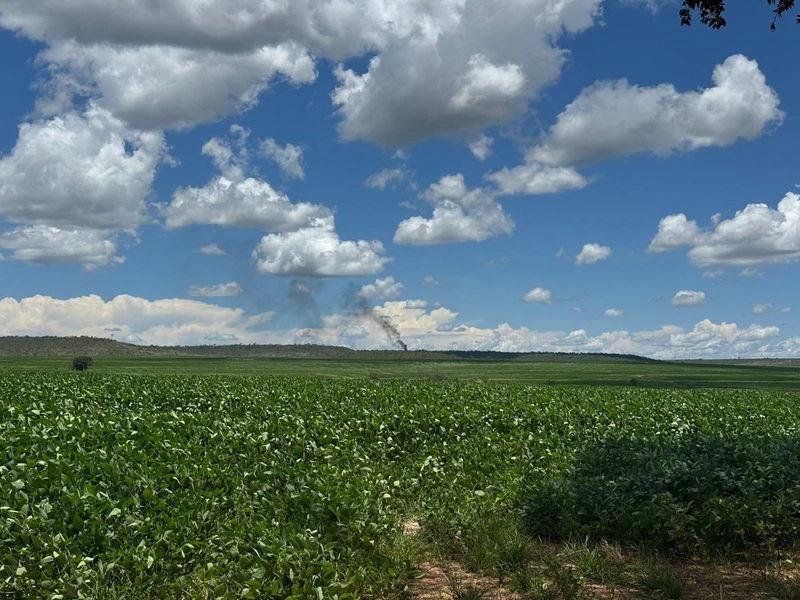 Olhe a OPORTUNIDADE - Fazenda plantando 185 ha, em Sítio d’Abadia-GO: 13ª foto da galeria de imagens do imóvel