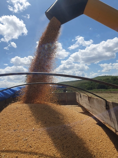 Olhe a OPORTUNIDADE - Fazenda plantando 185 ha, em Sítio d’Abadia-GO: 1ª foto da galeria de imagens do imóvel
