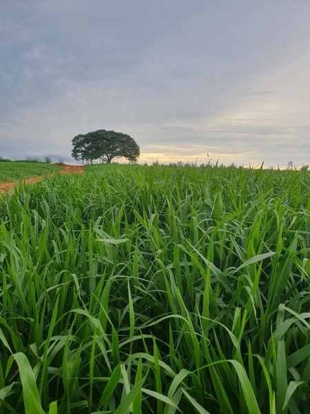 Olhe a OPORTUNIDADE - Fazenda plantando 185 ha, em Sítio d’Abadia-GO: 13ª foto da galeria de imagens do imóvel