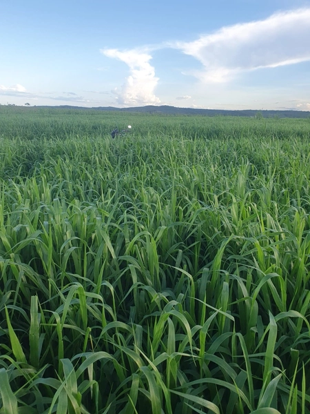 Olhe a OPORTUNIDADE - Fazenda plantando 185 ha, em Sítio d’Abadia-GO: 10ª foto da galeria de imagens do imóvel