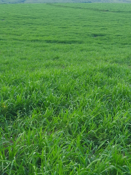 Olhe a OPORTUNIDADE - Fazenda plantando 185 ha, em Sítio d’Abadia-GO: 7ª foto da galeria de imagens do imóvel