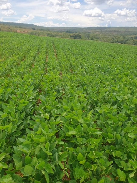 Olhe a OPORTUNIDADE - Fazenda plantando 185 ha, em Sítio d’Abadia-GO: 6ª foto da galeria de imagens do imóvel