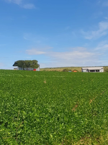 Olhe a OPORTUNIDADE - Fazenda plantando 185 ha, em Sítio d’Abadia-GO: 4ª foto da galeria de imagens do imóvel