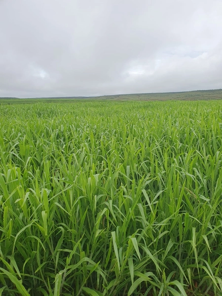 Olhe a OPORTUNIDADE - Fazenda plantando 185 ha, em Sítio d’Abadia-GO: 8ª foto da galeria de imagens do imóvel