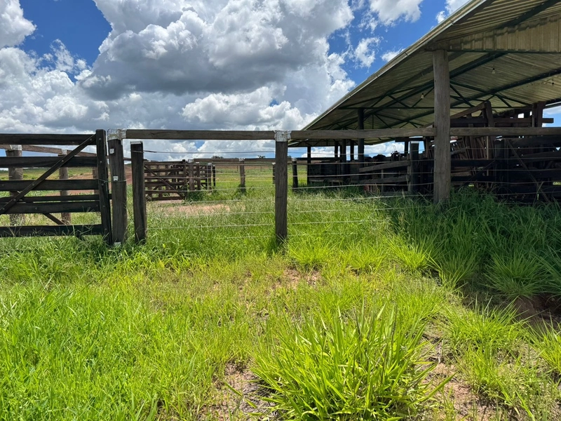 Olhe a OPORTUNIDADE - Fazenda plantando 185 ha, em Sítio d’Abadia-GO: 20ª foto da galeria de imagens do imóvel