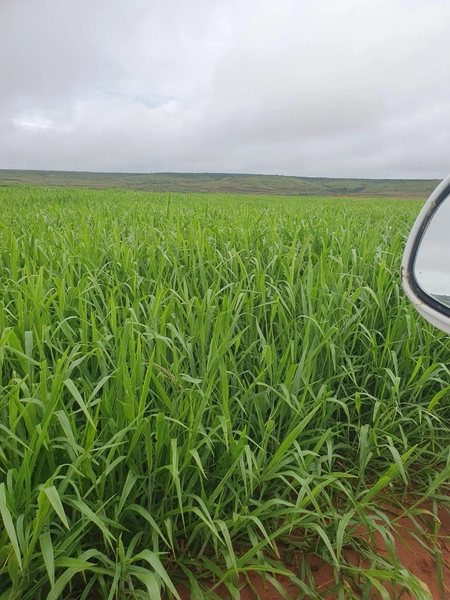 Olhe a OPORTUNIDADE - Fazenda plantando 185 ha, em Sítio d’Abadia-GO: 12ª foto da galeria de imagens do imóvel