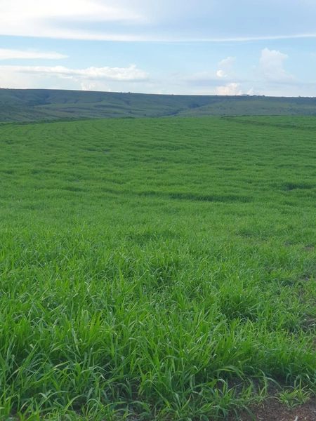 Olhe a OPORTUNIDADE - Fazenda plantando 185 ha, em Sítio d’Abadia-GO: 11ª foto da galeria de imagens do imóvel