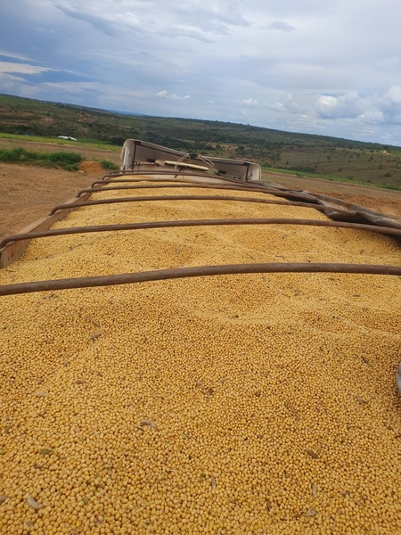Olhe a OPORTUNIDADE - Fazenda plantando 185 ha, em Sítio d’Abadia-GO: 3ª foto da galeria de imagens do imóvel