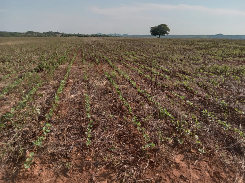 Fazenda à venda, 401,72 Ha, em Mara Rosa-GO - Plantando 300 ha em lavo: 11ª foto da galeria de imagens do imóvel