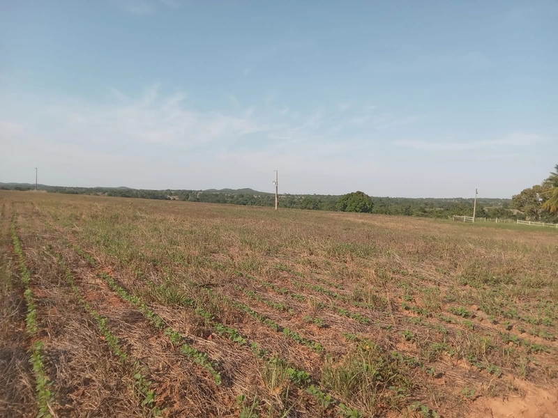 Fazenda à venda, 401,72 Ha, em Mara Rosa-GO - Plantando 300 ha em lavo: 7ª foto da galeria de imagens do imóvel
