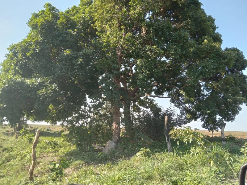 Fazenda à venda, 401,72 Ha, em Mara Rosa-GO - Plantando 300 ha em lavo: 3ª foto da galeria de imagens do imóvel