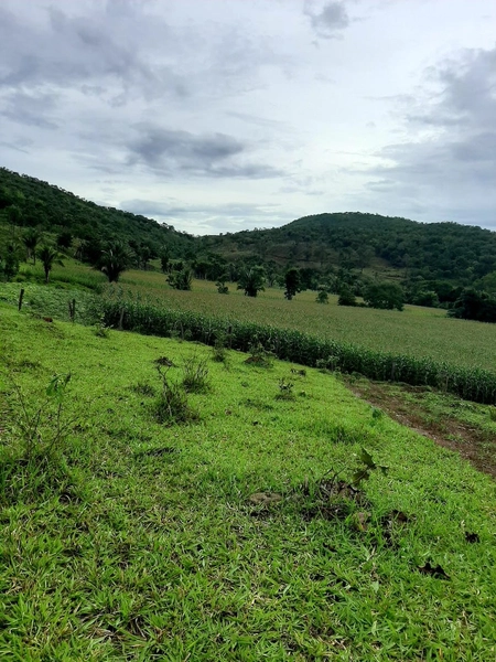 Fazenda à venda, 54 alq. (261,36 Ha), em Campinaçu-GO. 3 km do asfalto: 2ª foto da galeria de imagens do imóvel