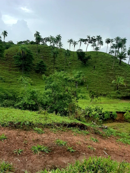 Fazenda à venda, 54 alq. (261,36 Ha), em Campinaçu-GO. 3 km do asfalto: 4ª foto da galeria de imagens do imóvel