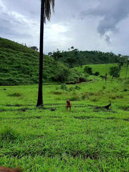 Fazenda à venda, 54 alq. (261,36 Ha), em Campinaçu-GO. 3 km do asfalto: 10ª foto da galeria de imagens do imóvel