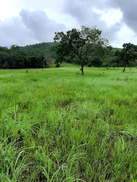 Fazenda à venda, 54 alq. (261,36 Ha), em Campinaçu-GO. 3 km do asfalto: 7ª foto da galeria de imagens do imóvel