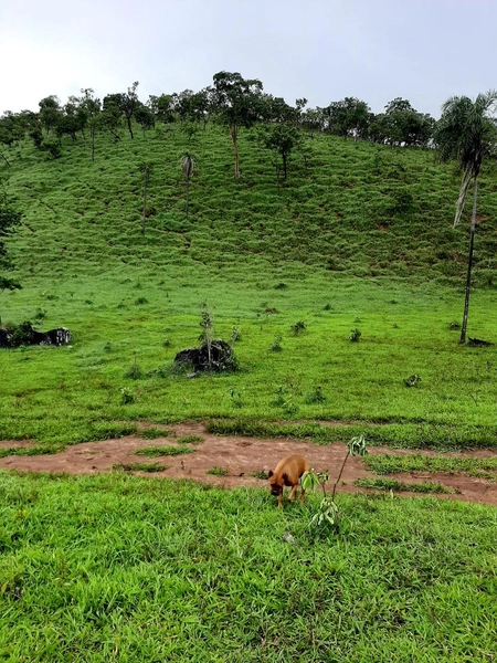 Fazenda à venda, 54 alq. (261,36 Ha), em Campinaçu-GO. 3 km do asfalto: 11ª foto da galeria de imagens do imóvel