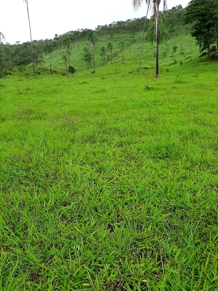 Fazenda à venda, 54 alq. (261,36 Ha), em Campinaçu-GO. 3 km do asfalto: 9ª foto da galeria de imagens do imóvel