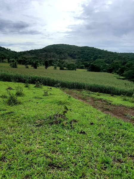 Fazenda à venda, 54 alq. (261,36 Ha), em Campinaçu-GO. 3 km do asfalto: 12ª foto da galeria de imagens do imóvel
