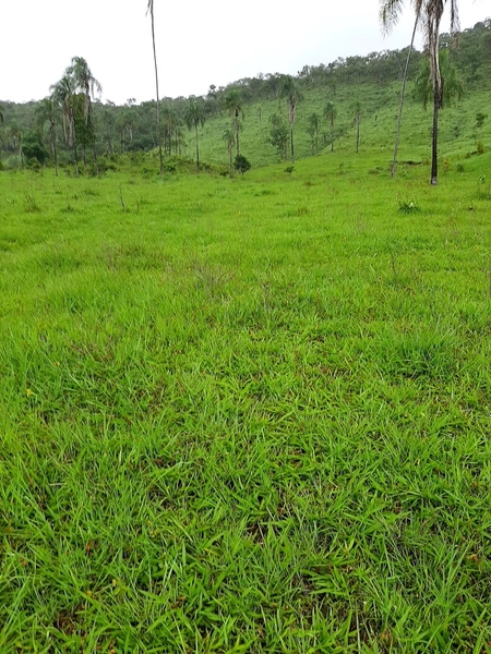 Fazenda à venda, 54 alq. (261,36 Ha), em Campinaçu-GO. 3 km do asfalto: 13ª foto da galeria de imagens do imóvel