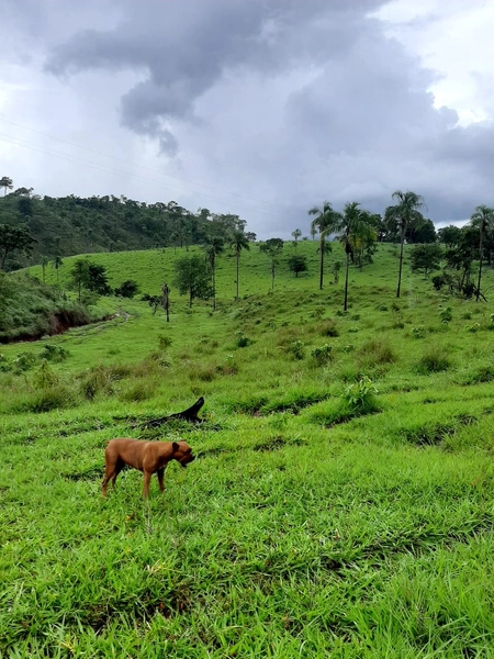 Fazenda à venda, 54 alq. (261,36 Ha), em Campinaçu-GO. 3 km do asfalto: 6ª foto da galeria de imagens do imóvel