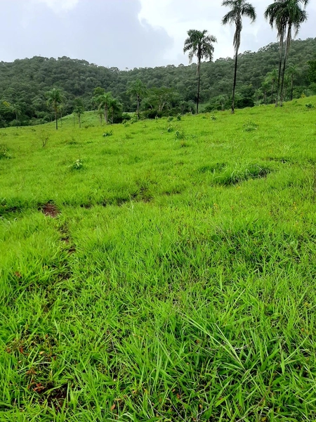 Fazenda à venda, 54 alq. (261,36 Ha), em Campinaçu-GO. 3 km do asfalto: 5ª foto da galeria de imagens do imóvel