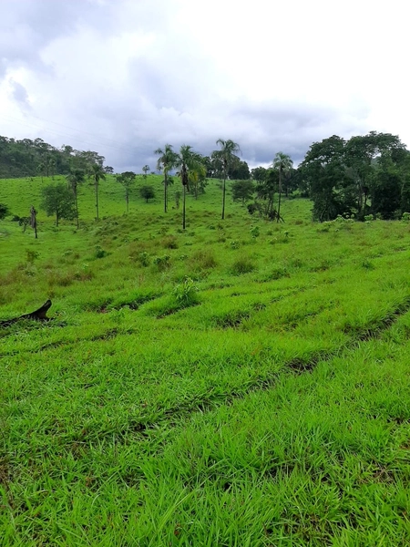 Fazenda à venda, 54 alq. (261,36 Ha), em Campinaçu-GO. 3 km do asfalto: 8ª foto da galeria de imagens do imóvel