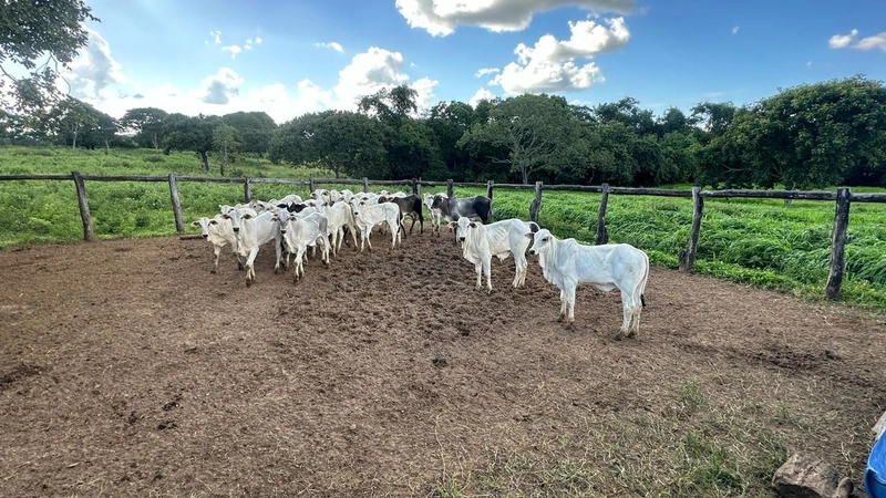 Excelente Fazenda à venda em Riachinho-MG.: 18ª foto da galeria de imagens do imóvel