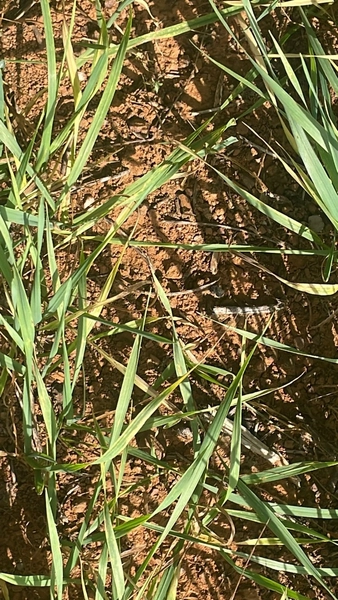 Fazenda à venda, 278 Ha, em Luziânia-GO 147 ha de lavoura.: 8ª foto da galeria de imagens do imóvel