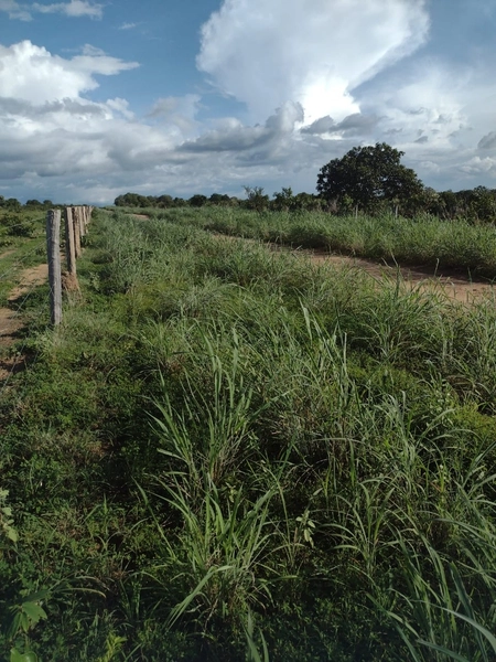 Fazenda à venda, 1.277.76 ha, em Peixe-TO 100% da área para PLANTIO.: 15ª foto da galeria de imagens do imóvel