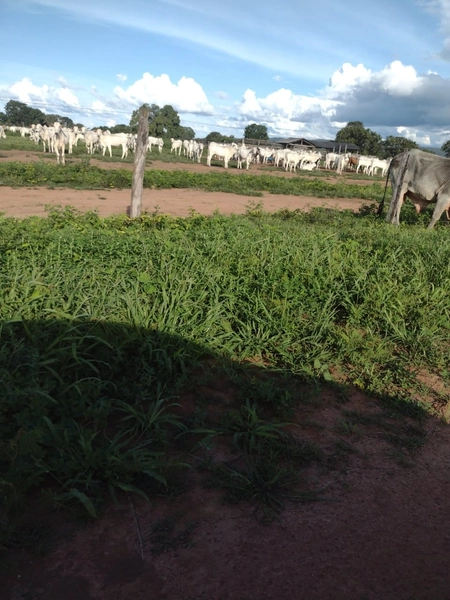 Fazenda à venda, 1.277.76 ha, em Peixe-TO 100% da área para PLANTIO.: 9ª foto da galeria de imagens do imóvel