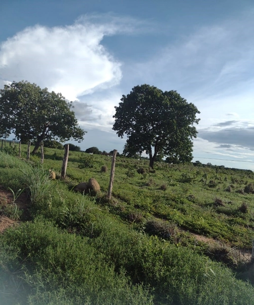 Fazenda à venda, 1.277.76 ha, em Peixe-TO 100% da área para PLANTIO.: 2ª foto da galeria de imagens do imóvel