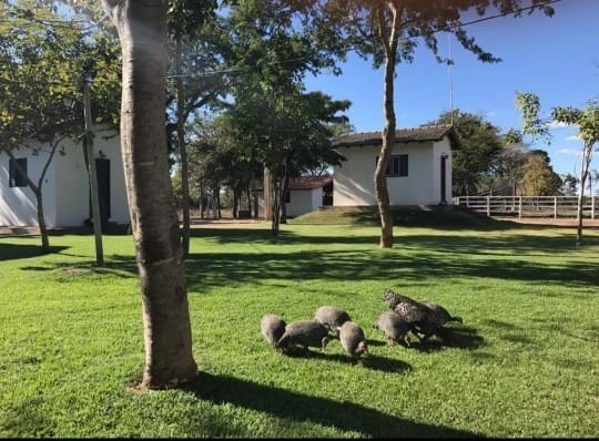 M A R A V I L H A Fazenda/Sítio de L U X O, 31 hectares em Riachinho.: 5ª foto da galeria de imagens do imóvel