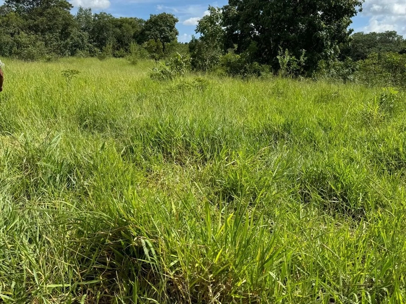 Fazenda à venda, T R I P L A A P T I D Ã O. PECUÁRIA-LAVOURA-CONDOMÍN: 6ª foto da galeria de imagens do imóvel