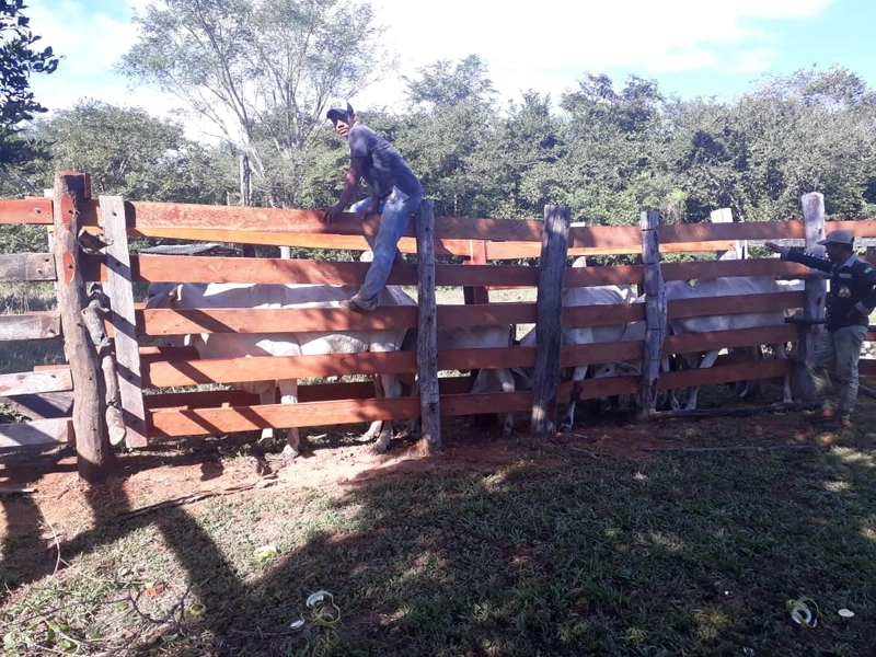 Fazenda à venda, 169 alq. (818 ha). APENAS: 6 milhões – 818 hectares.: 8ª foto da galeria de imagens do imóvel