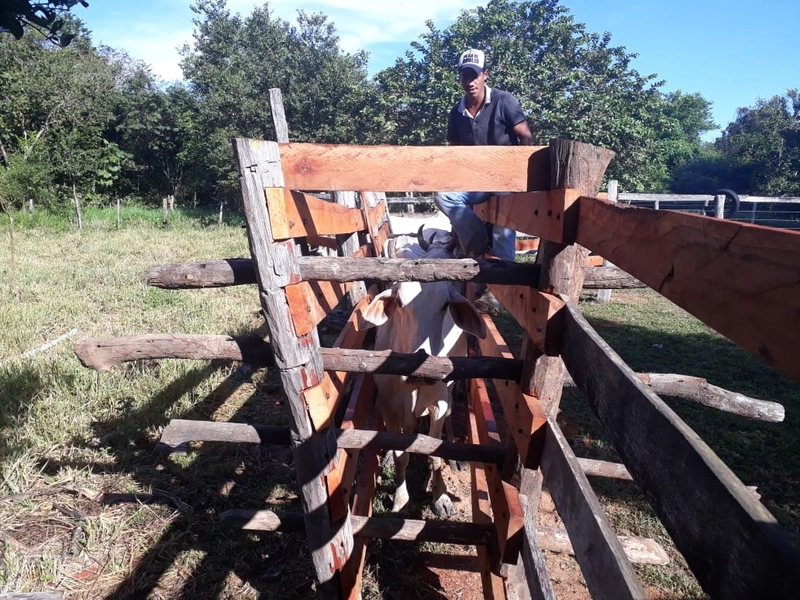 Fazenda à venda, 169 alq. (818 ha). APENAS: 6 milhões – 818 hectares.: 13ª foto da galeria de imagens do imóvel