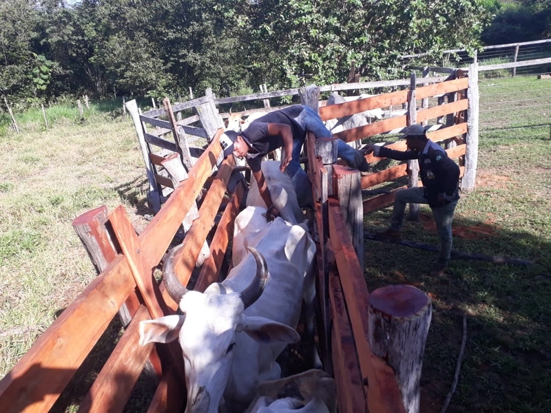 Fazenda à venda, 169 alq. (818 ha). APENAS: 6 milhões – 818 hectares.: 10ª foto da galeria de imagens do imóvel