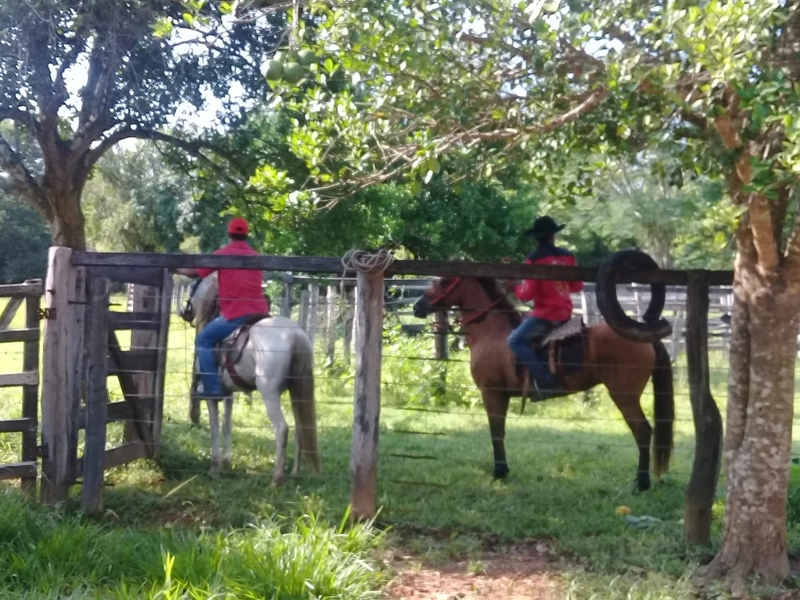 Fazenda à venda, 169 alq. (818 ha). APENAS: 6 milhões – 818 hectares.: 16ª foto da galeria de imagens do imóvel