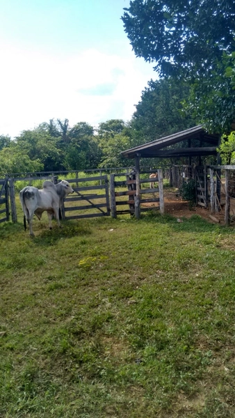 Fazenda à venda, 169 alq. (818 ha). APENAS: 6 milhões – 818 hectares.: 20ª foto da galeria de imagens do imóvel