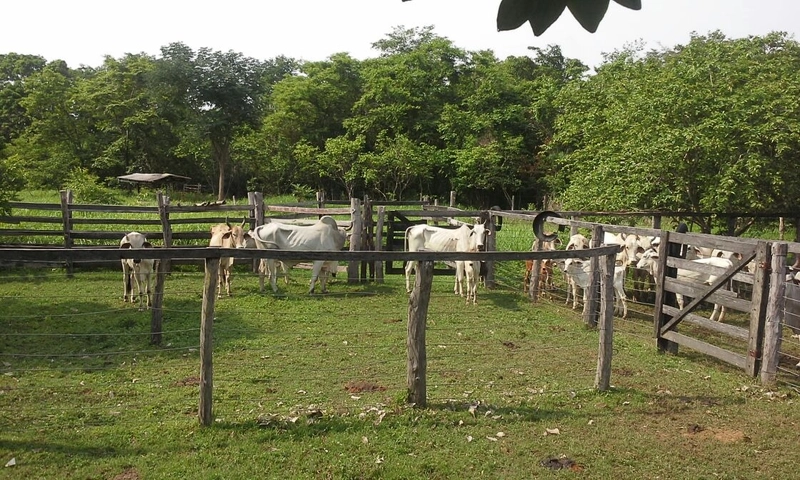 Fazenda à venda, 169 alq. (818 ha). APENAS: 6 milhões – 818 hectares.: 21ª foto da galeria de imagens do imóvel