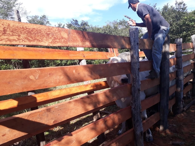 Fazenda à venda, 169 alq. (818 ha). APENAS: 6 milhões – 818 hectares.: 15ª foto da galeria de imagens do imóvel