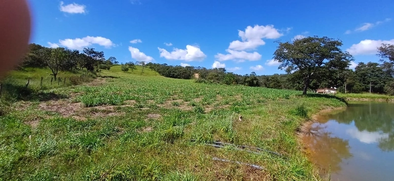 Fazenda à venda, 63 ha em Luziânia-GO, Porteira fechada-GADO: 11ª foto da galeria de imagens do imóvel